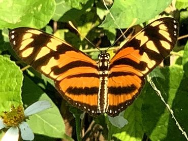 Tiger-striped Longwing (Heliconius ismenius) on white Shepherd's Needle (Bidens alba) flowers.
