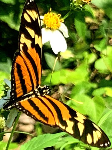 Tiger-striped Longwing (Heliconius ismenius) on white Shepherd's Needle (Bidens alba) flowers.