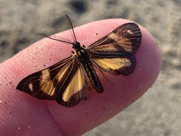A butterfly resting on a fingertip outdoors.
