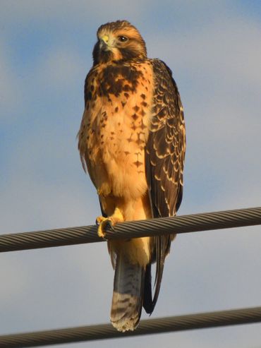 Red-tailed hawk perched on a wire