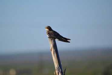 A bird on a branch