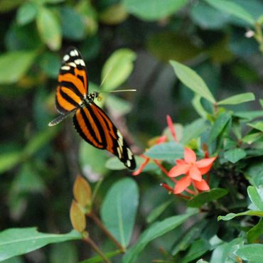 Tiger-striped Longwing (Heliconius ismenius) on red Jungle Geranium (Ixora coccinea) in Tabasco.