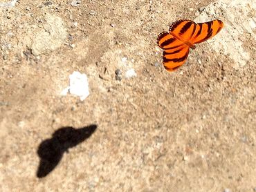 Banded Orange Heliconian butterfly (Dryadula phaetusa) casting a sharp shadow on a sandy surface.