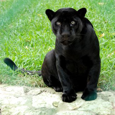 A black panther sitting on concrete against a green grass background