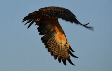 Bird of prey in flight