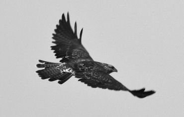 Bird of prey in flight