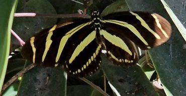 Zebra Longwing butterfly (Heliconius charithonia) dorsal view showing black and yellow stripes.