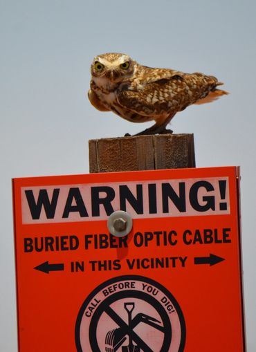 Small owl sitting on a sign post