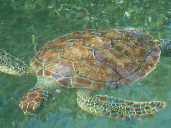 Green Sea Turtle    