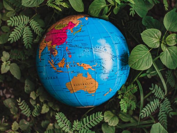 Photo: Globe amongst ferns and leaves