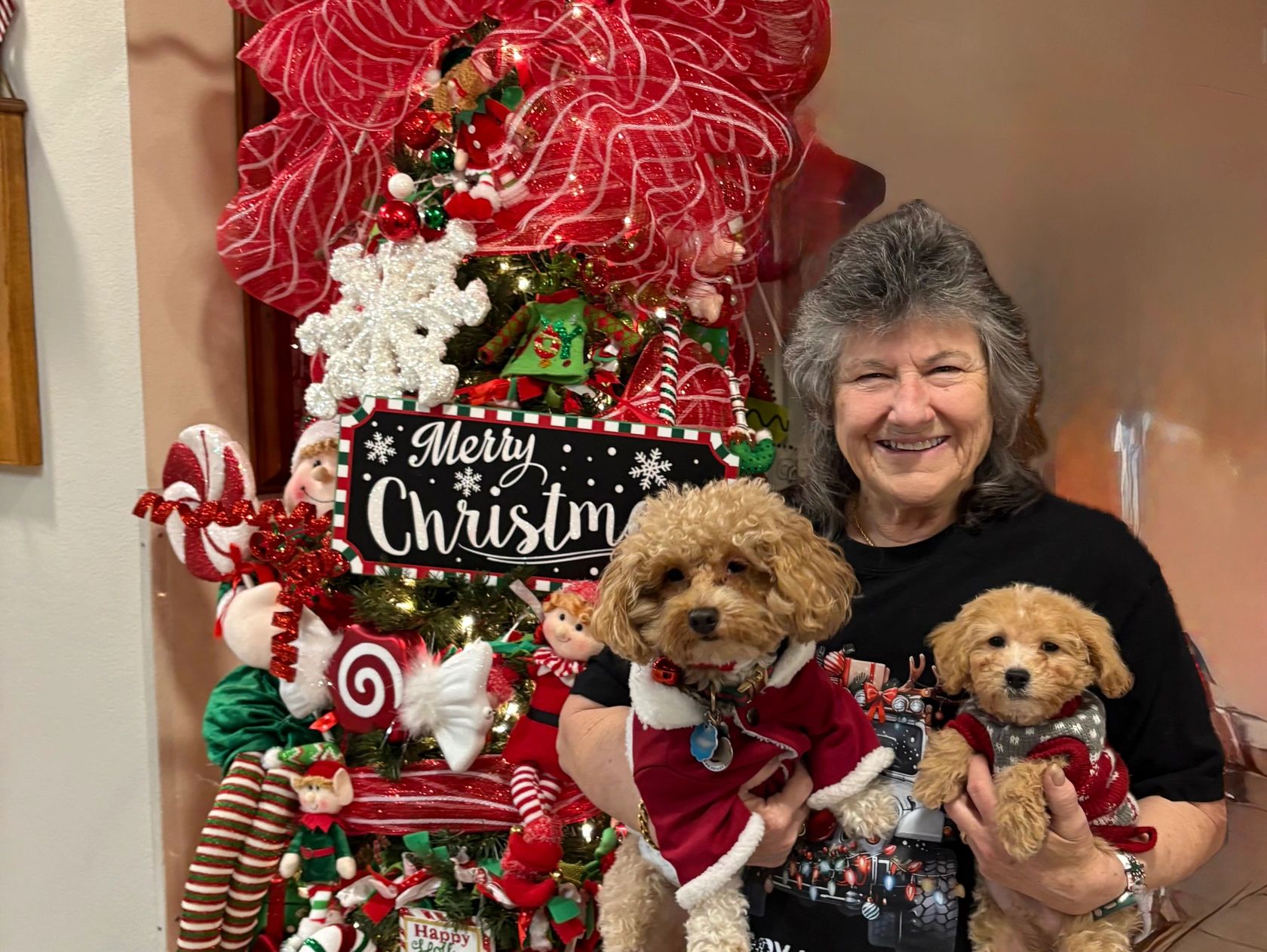 I will be breeding PooChons ( Bichon/Poodle mix)
Around the beginning of 2028