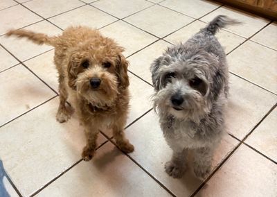 I have 2 maltipoos that are around a year old.
Please call for additional information 
817.798.7979