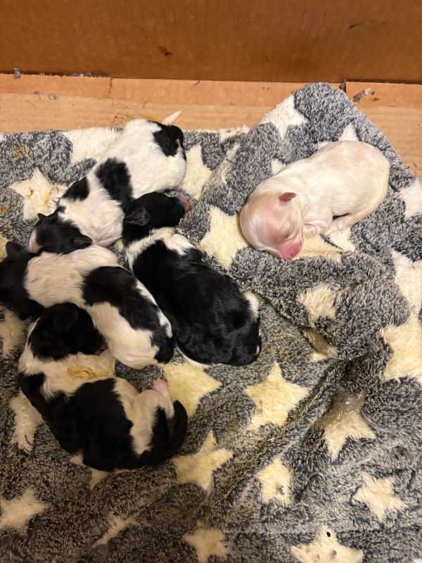 I have one black/ white male maltipoo  available
For sale. 
He was born April 8th.  It’s a $400 depo