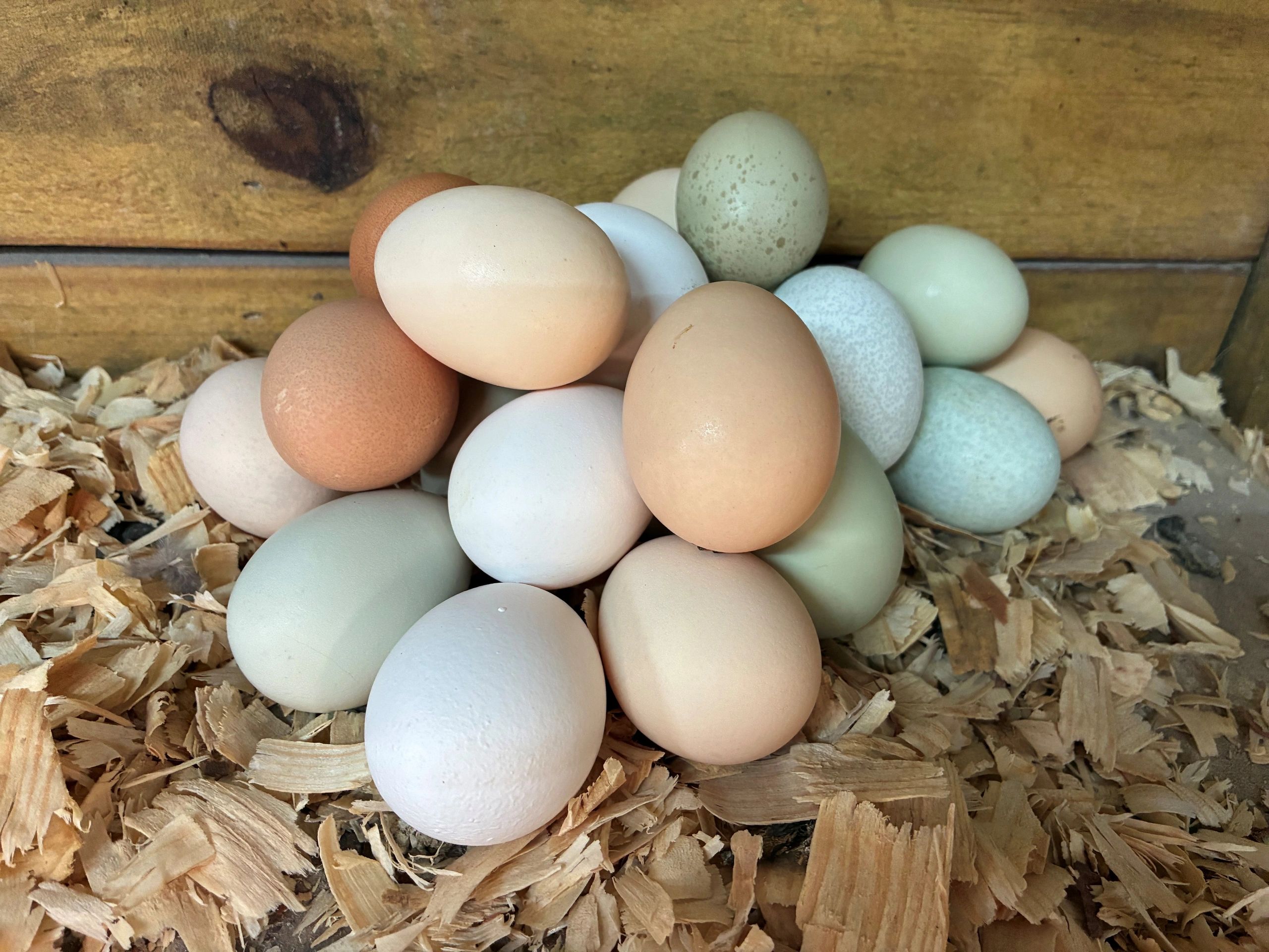 A pile of multicolored eggs in a wooden box with wood shavings.