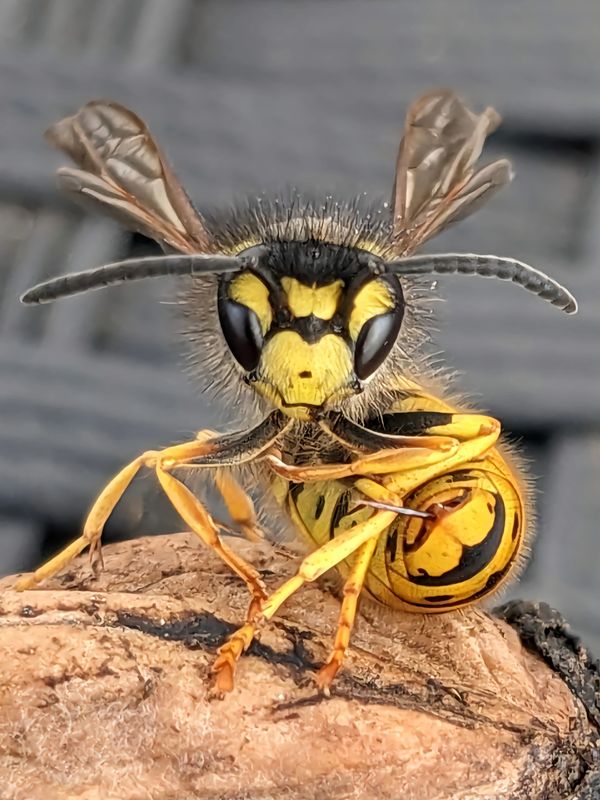 Close-up of a yellow and black wasp on a brown surface.