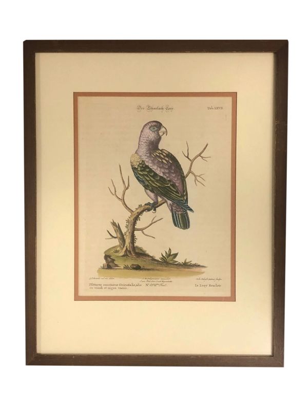 Hand Tinted German Engraving Of A Bird