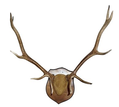 Vintage Antler Rack Mounted