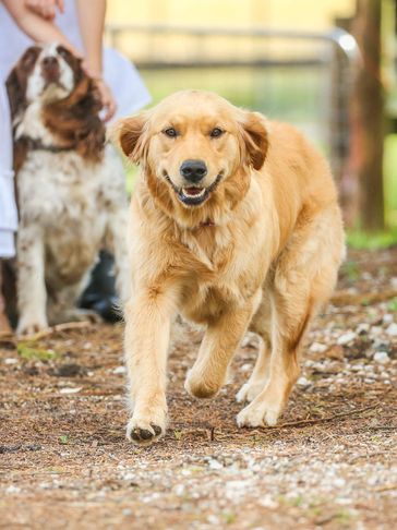 Ruby is a beautiful 1.5 year old golden retriever puppy who loves to cuddle clients and pretend to b