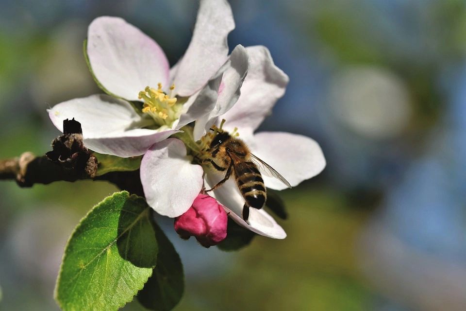 The Apple Shed in Newark