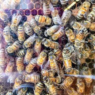 Close-up of bees on a honeycomb.