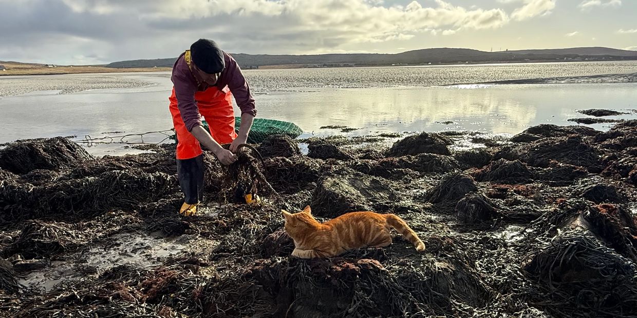Piddles watching  us gathering seaweed