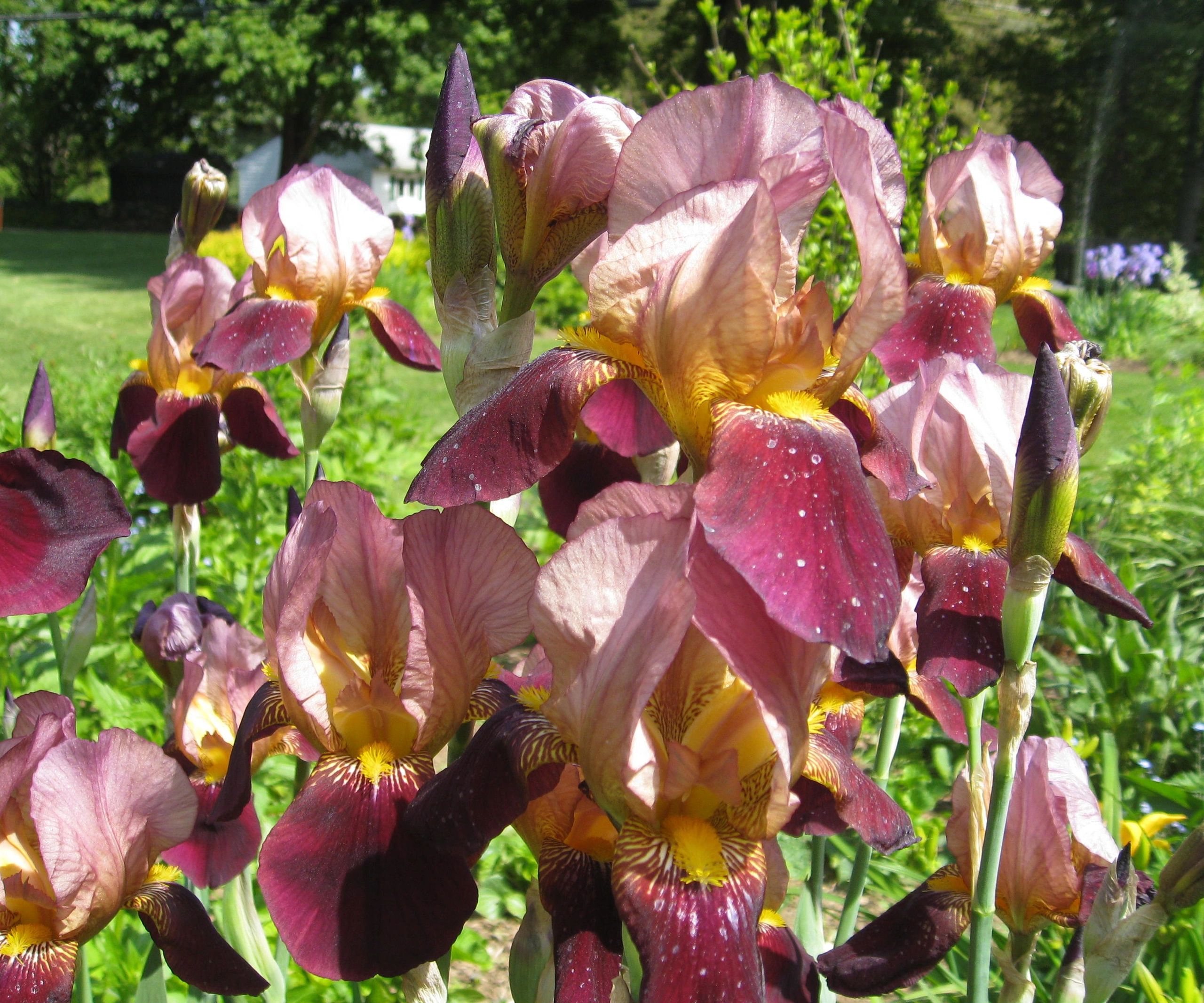 Iris-tri_color.jpg