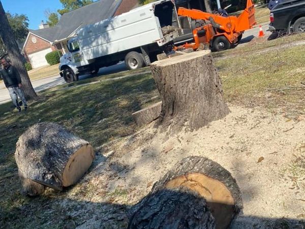 professional tree removal insured and boded