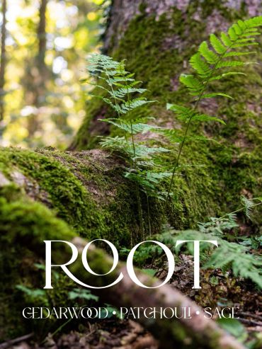 Green ferns growing on a mossy tree root in a forest.