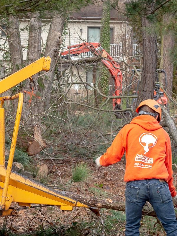 Tree Removal