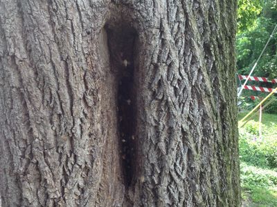 A rare wild hive in a tree.  But it hadn't been there too long