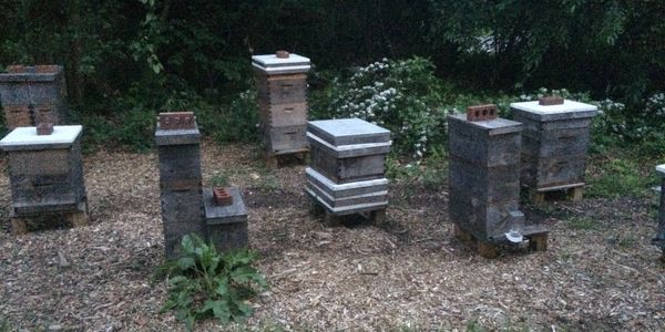 Some of the hives that are part of our breeding program. 