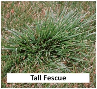 Tall Fescue in a northern IL lawn