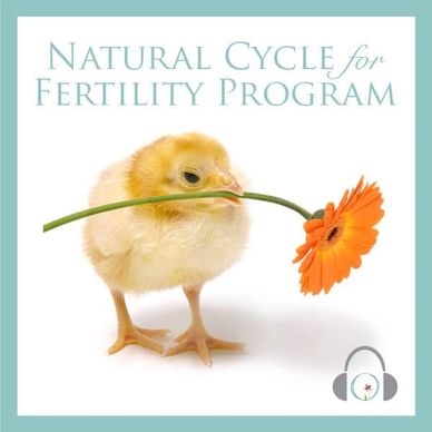 Baby chick with orange gerbera daisy in beak. 