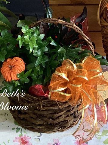 Croton, Ivy, and schefflera in a woven basket. Dressed for Fall.