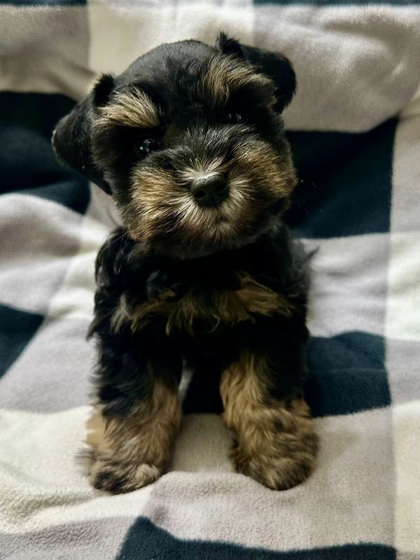 Beautiful Black and Silver Miniature Schnauzer 