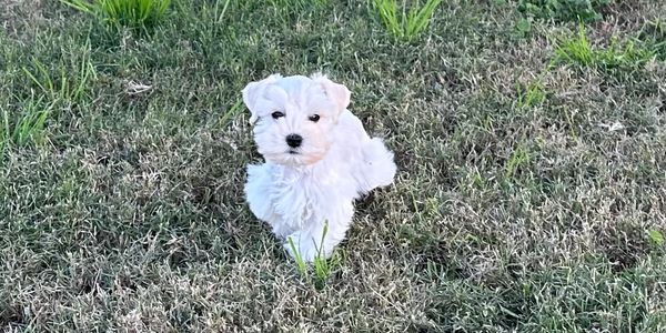 White Miniature Schnauzer Male