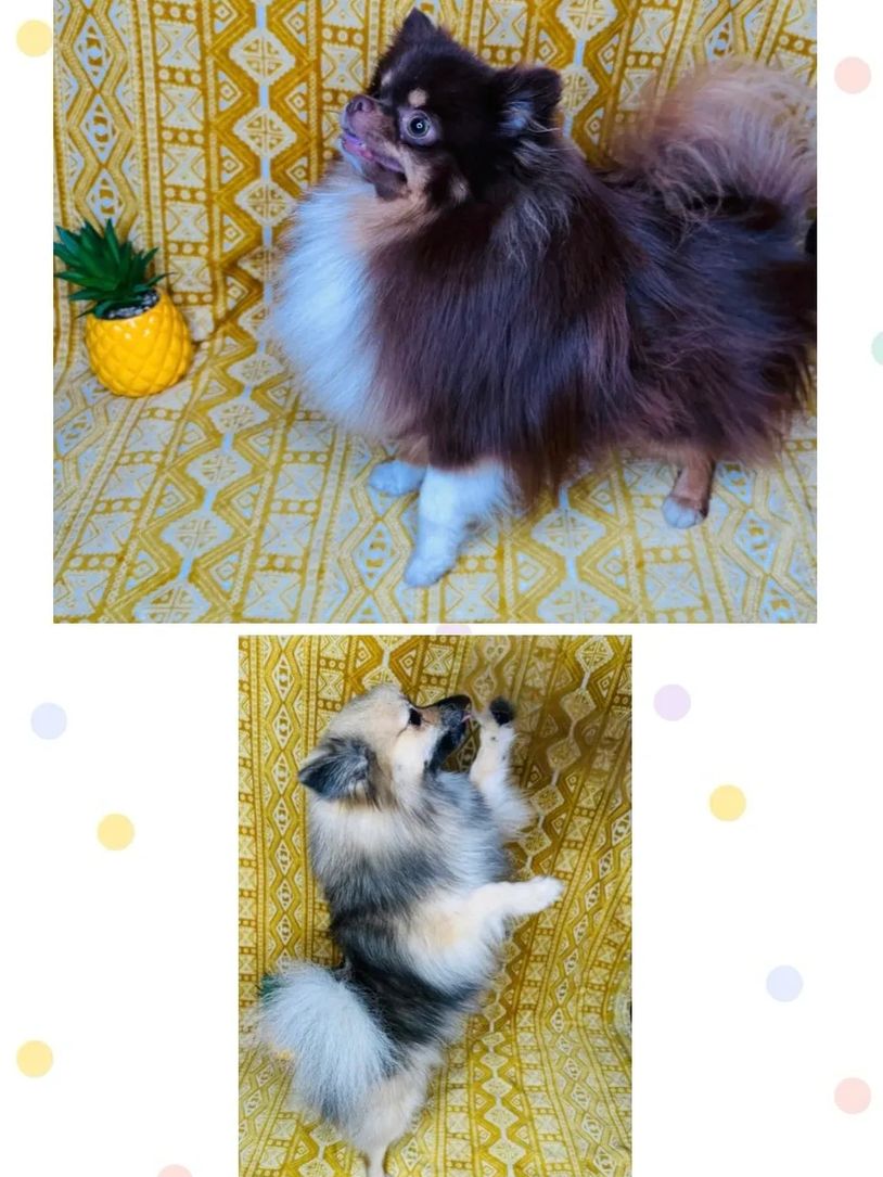 Parents of upcoming litter