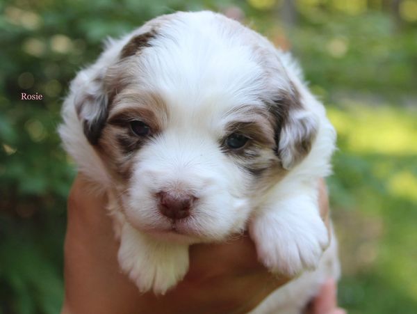 Merle Female