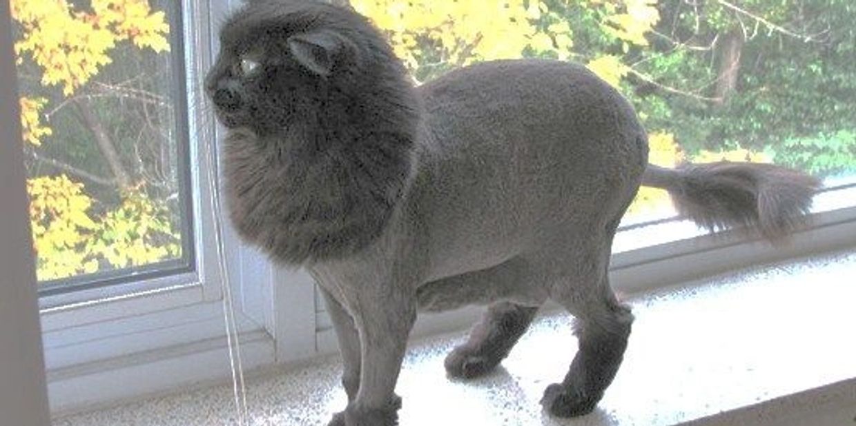 Lion cuts in Essex
Bedfordshire
Buckinghamshire
Berkshire
Northants
Warwickshire
Oxfordshire