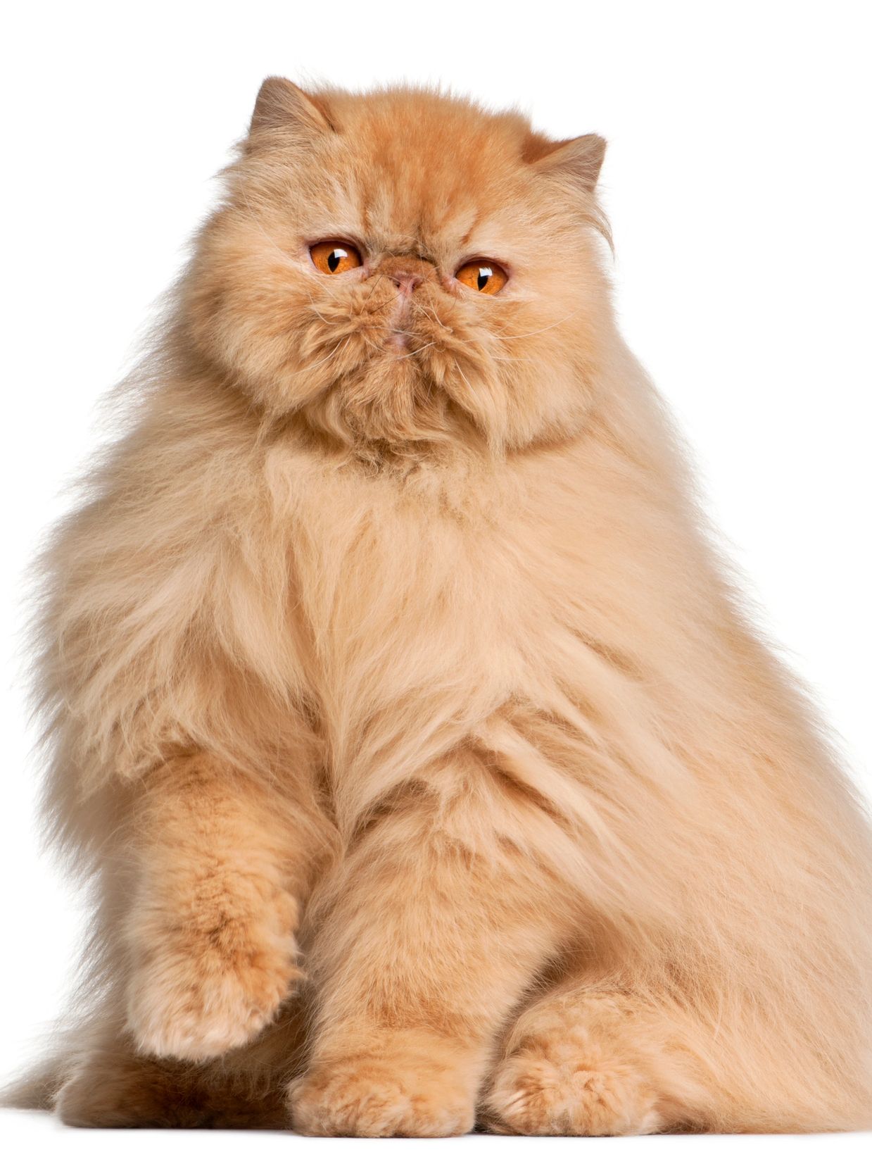 Persian Cat groomer near St Albans , Enfield, Barnet