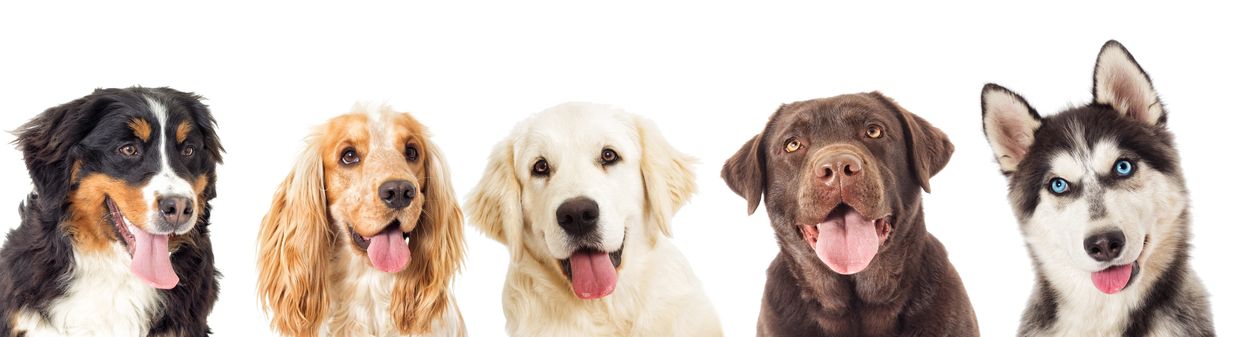 Five different dog breeds sitting side by side with tongues out.