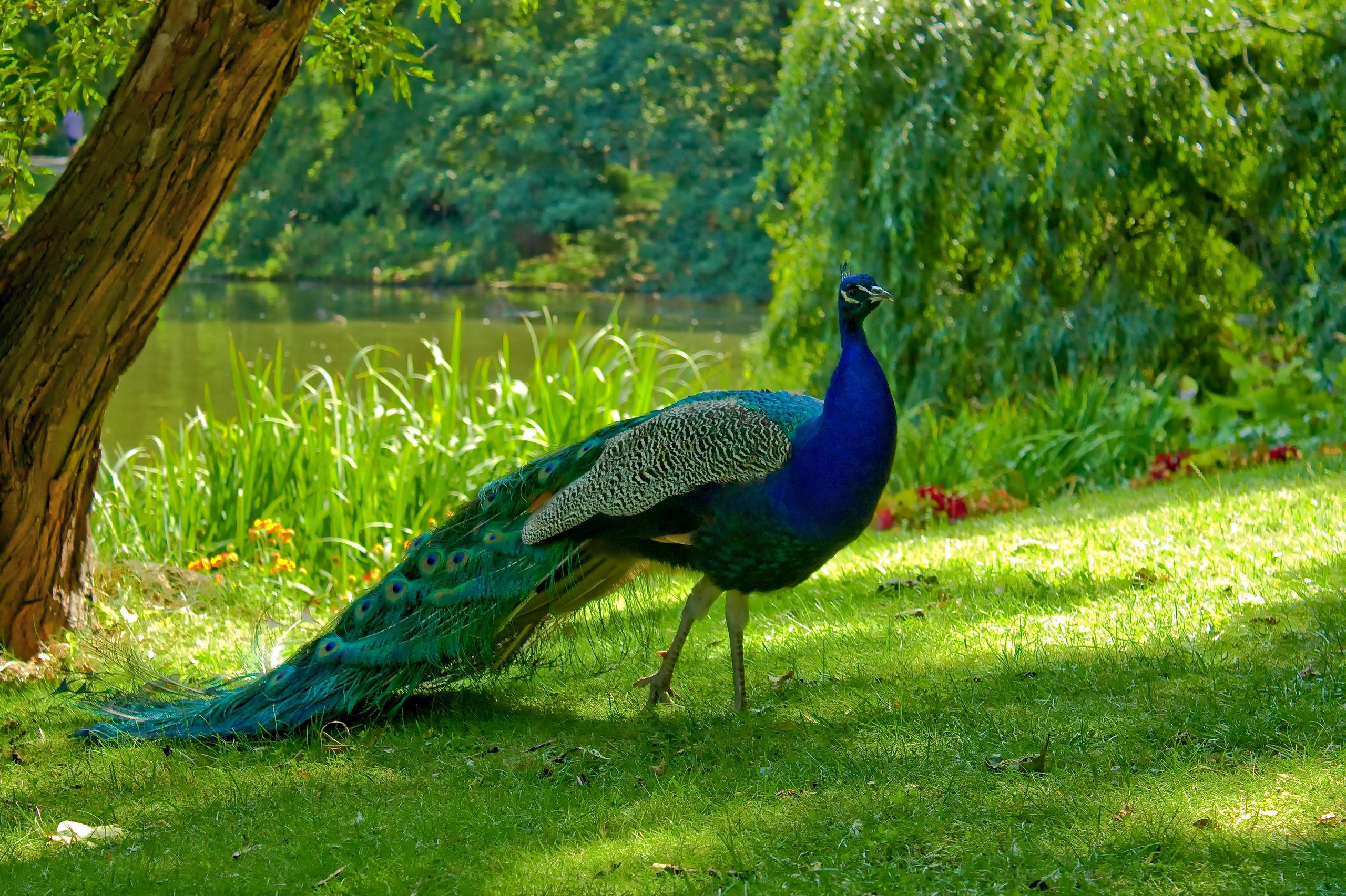 A vibrant peacock stands gracefully in a lush garden near a pond.