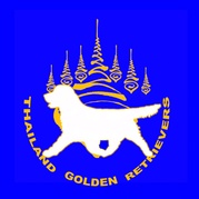 Thailand Golden Retrievers