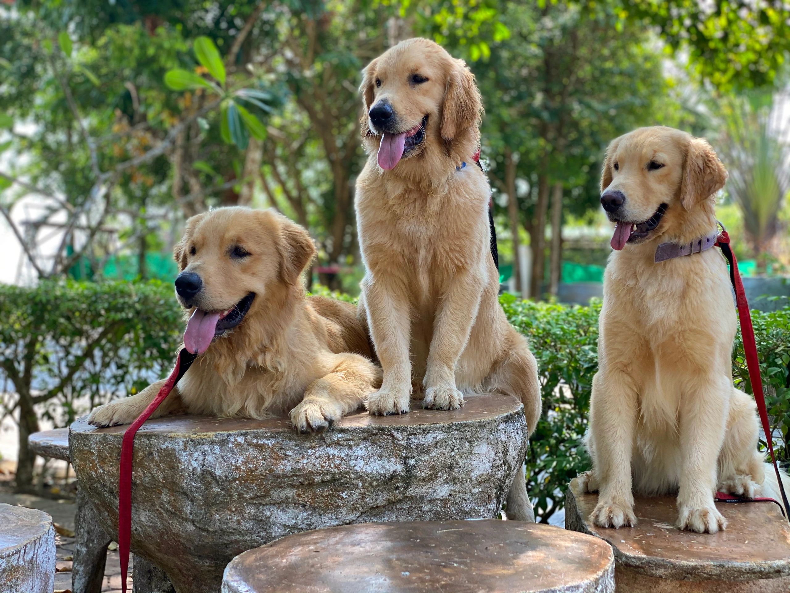 Thailand Golden Retrievers