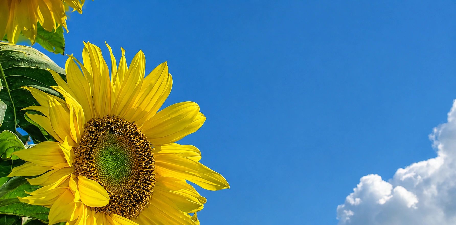 Vibrant sunflower against blue sky

