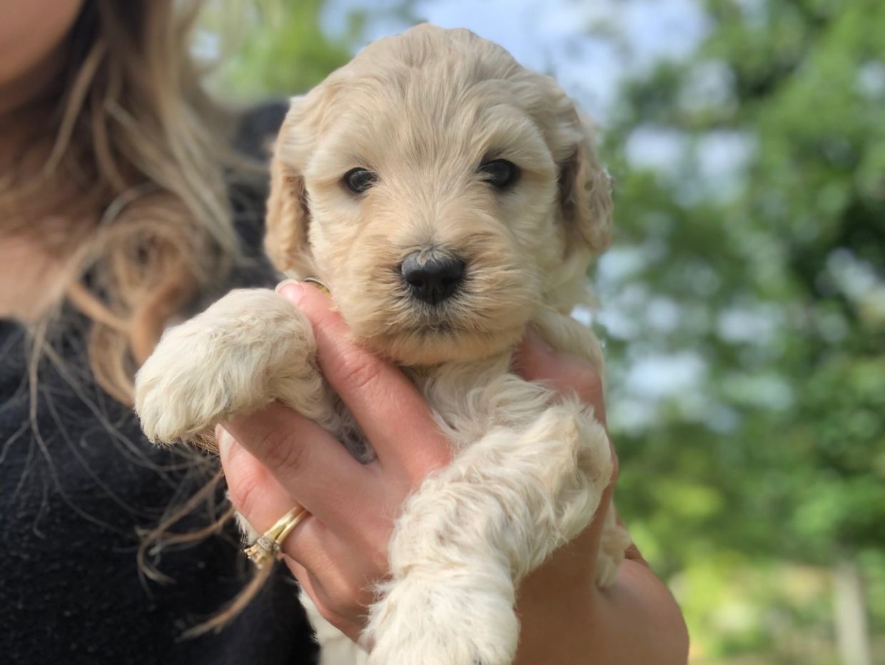 Mini/ medium goldendoodle 