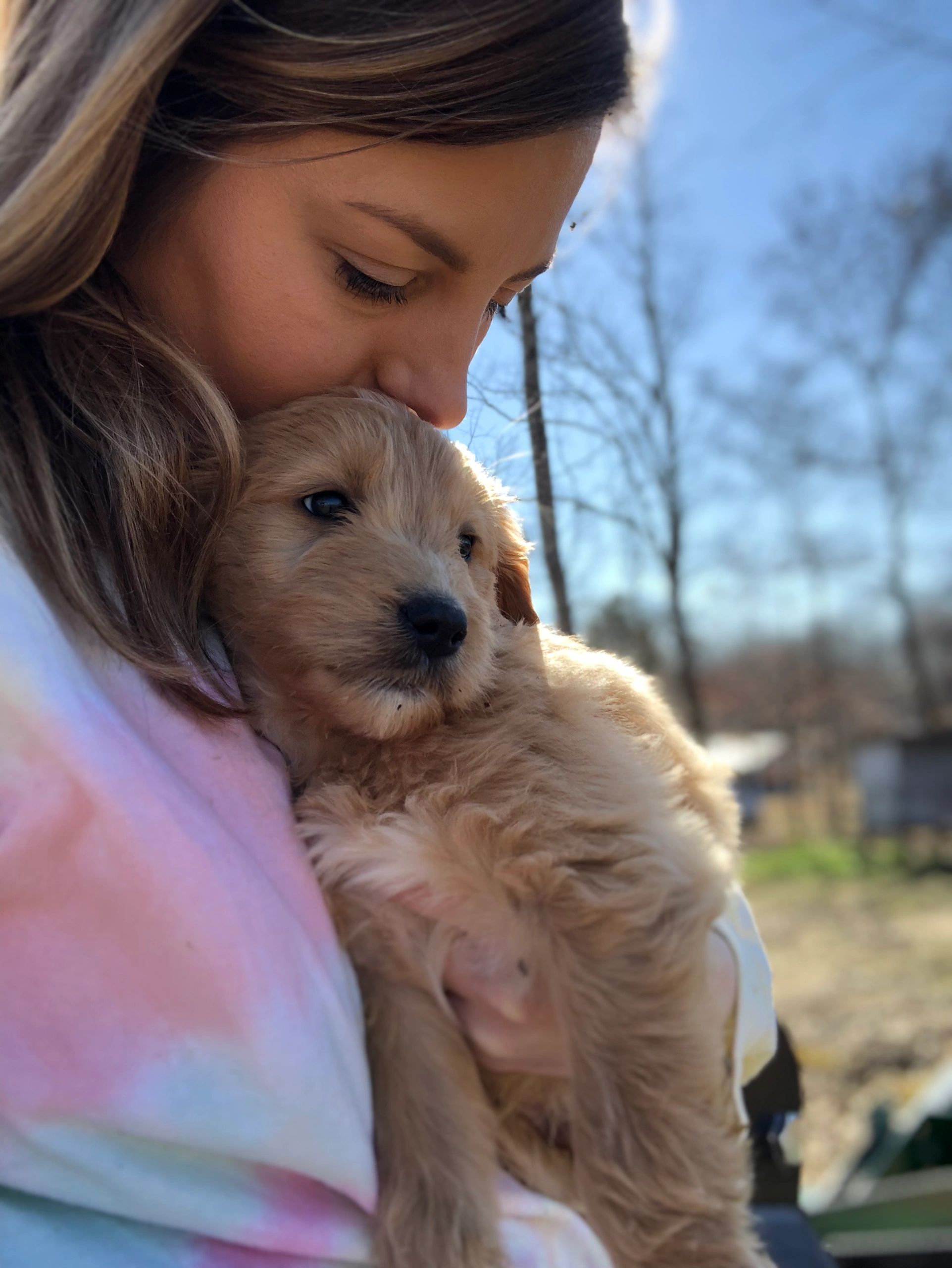 F1 goldendoodle