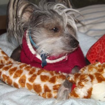 Bogie an Arizona pet hurt by negligent veterinarians 