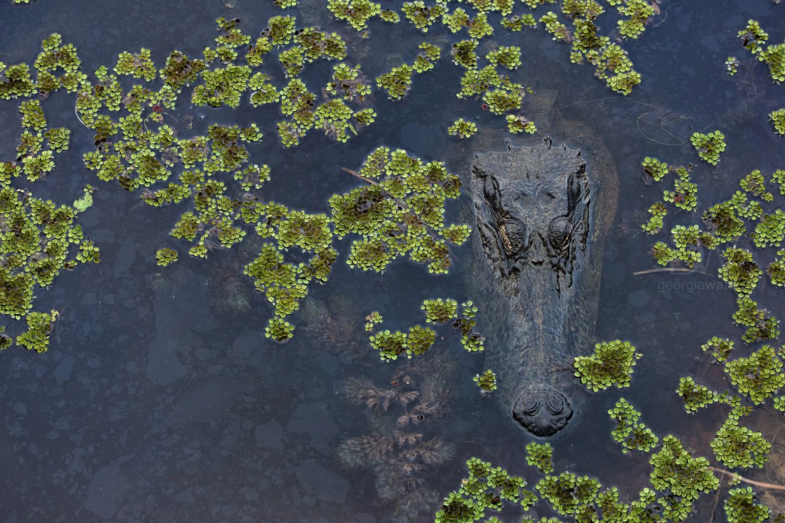Alligator head surrounded by duckweed