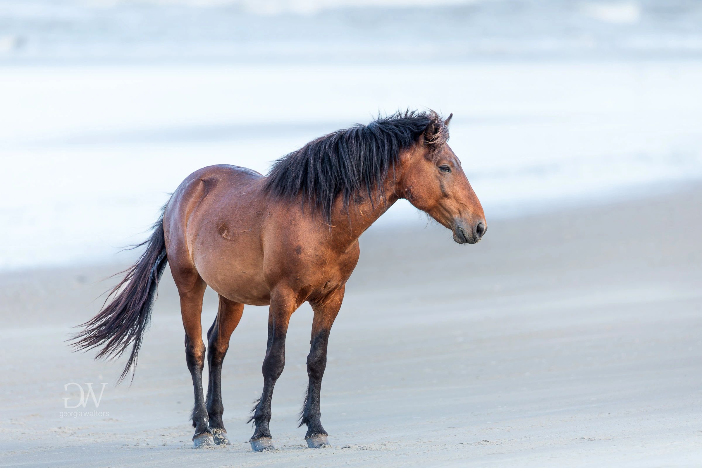 a stallion stands guard on the beach in Corolla
